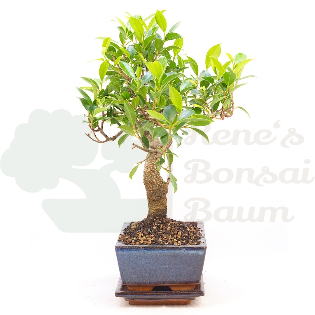 Chinesische Feige 'Ficus Retusa'