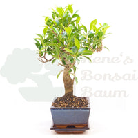 Chinesische Feige 'Ficus Retusa'