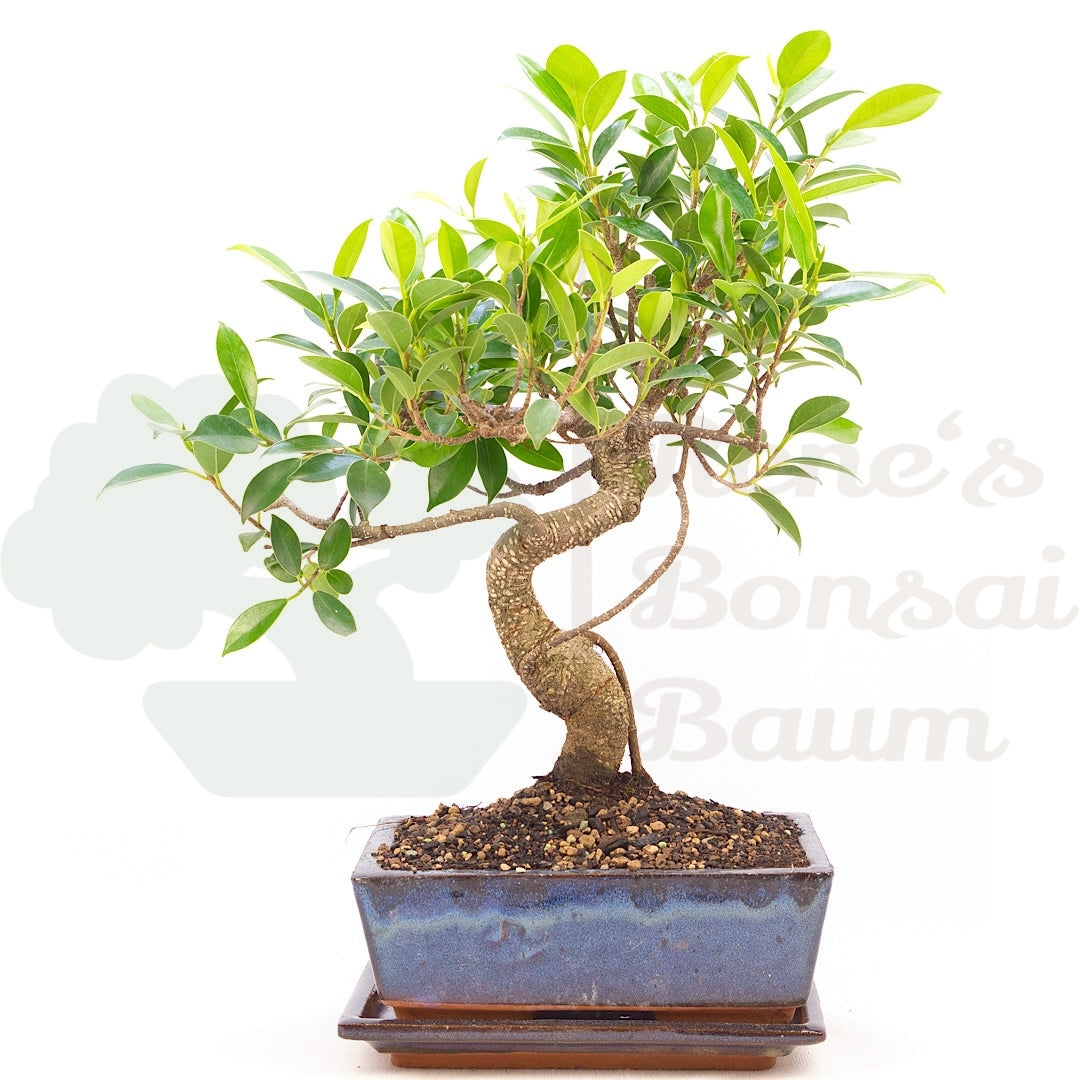 Chinesische Feige 'Ficus Retusa'