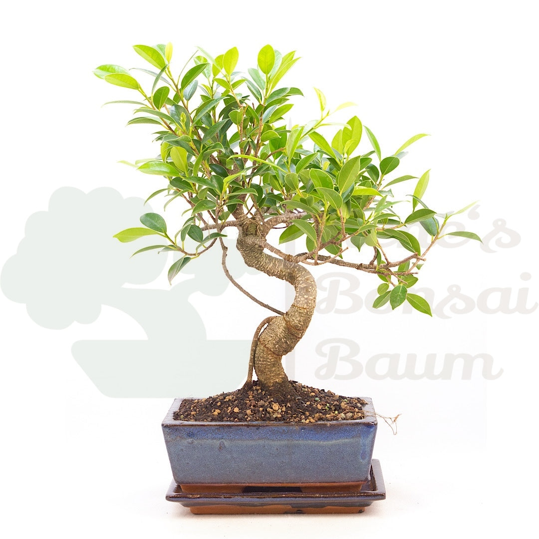 Chinesische Feige 'Ficus Retusa'