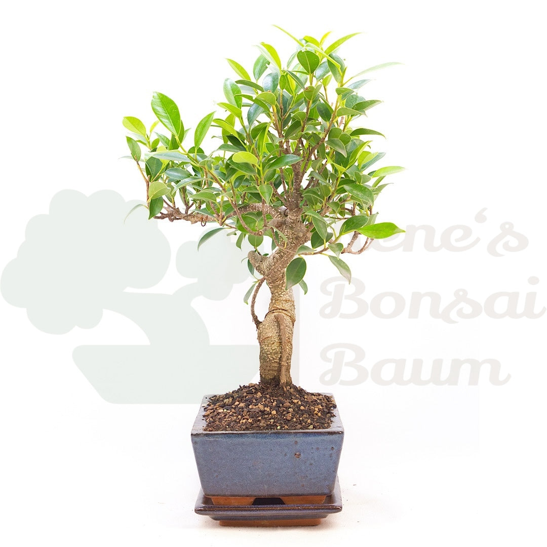Chinesische Feige 'Ficus Retusa'