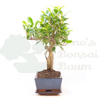 Chinesische Feige 'Ficus Retusa'