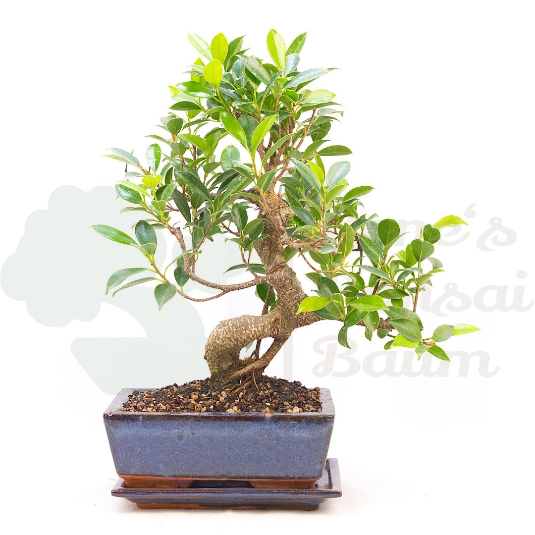 Chinesische Feige 'Ficus Retusa'