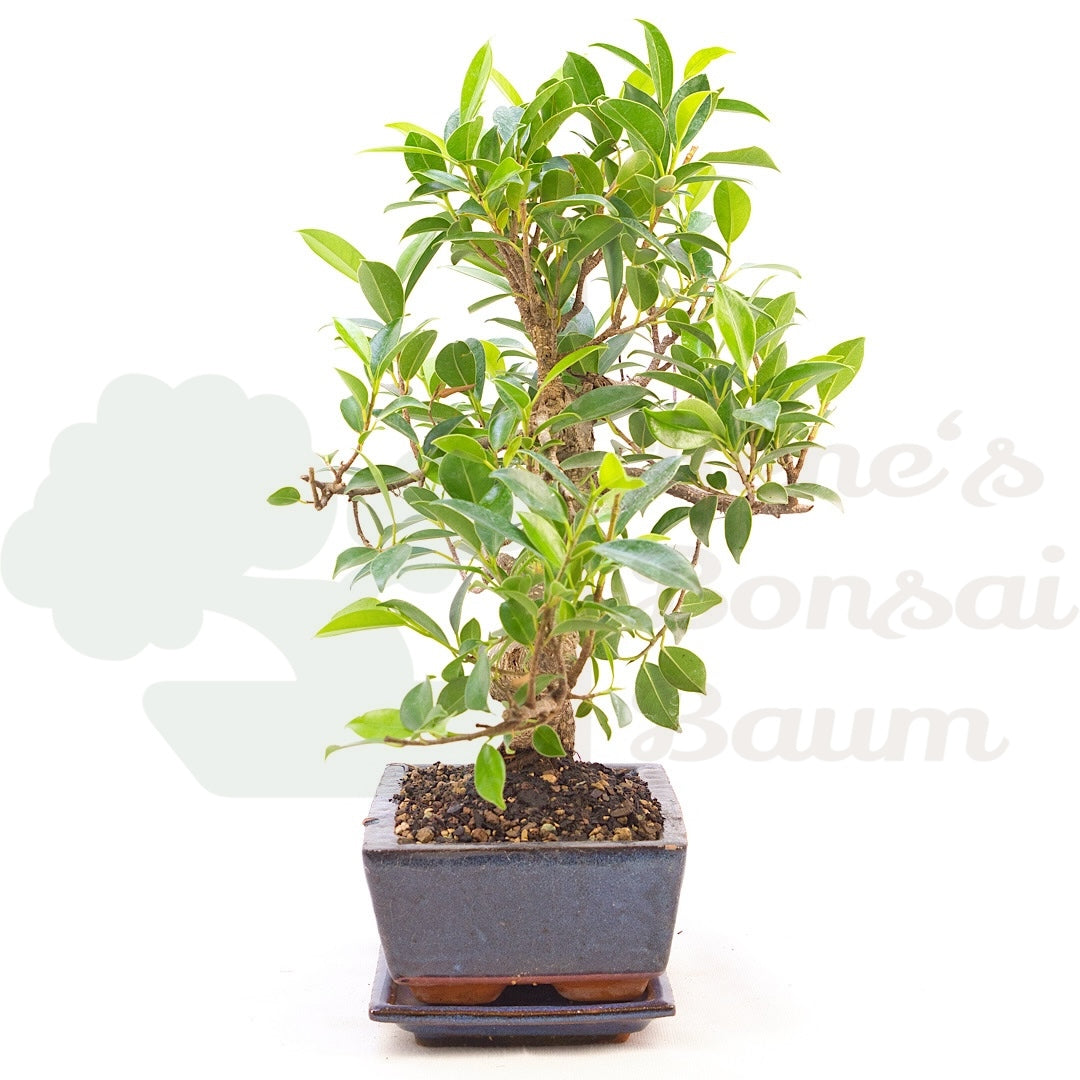 Chinesische Feige 'Ficus Retusa'