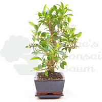 Chinesische Feige 'Ficus Retusa'
