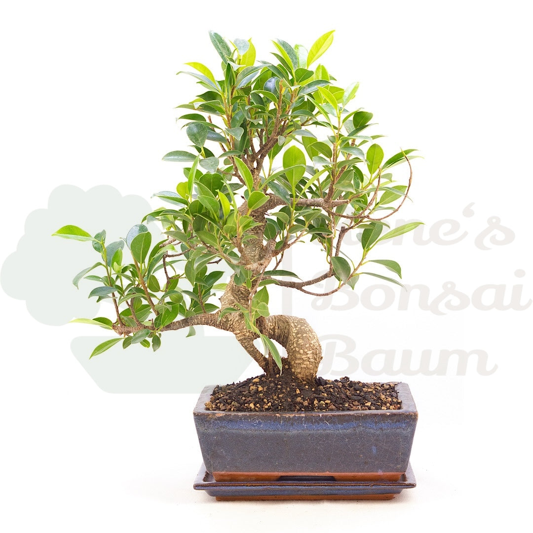 Chinesische Feige 'Ficus Retusa'