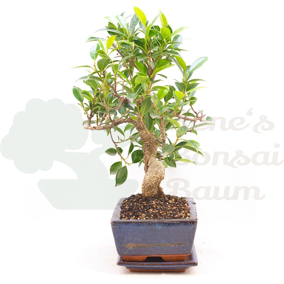 Chinesische Feige 'Ficus Retusa'