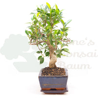 Chinesische Feige 'Ficus Retusa'