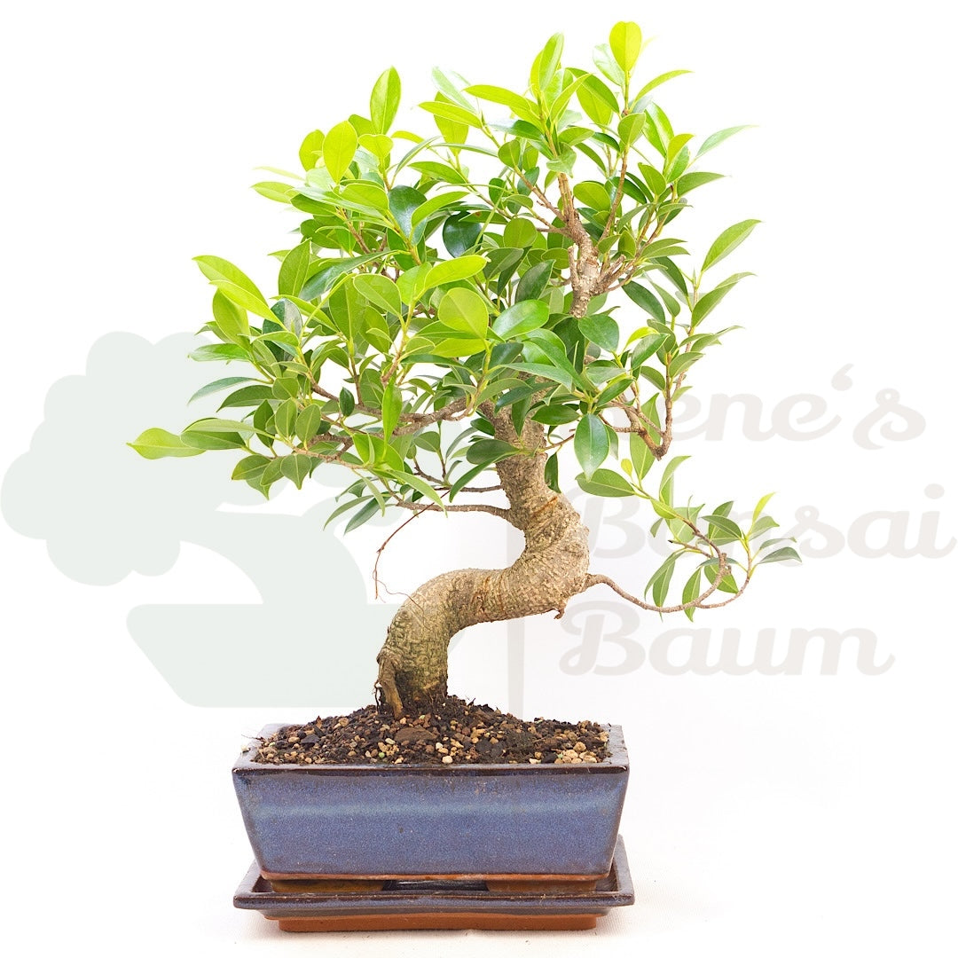 Chinesische Feige 'Ficus Retusa'
