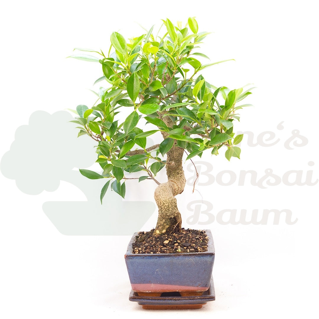 Chinesische Feige 'Ficus Retusa'