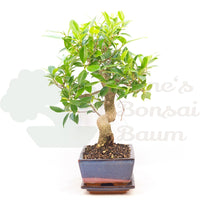 Chinesische Feige 'Ficus Retusa'