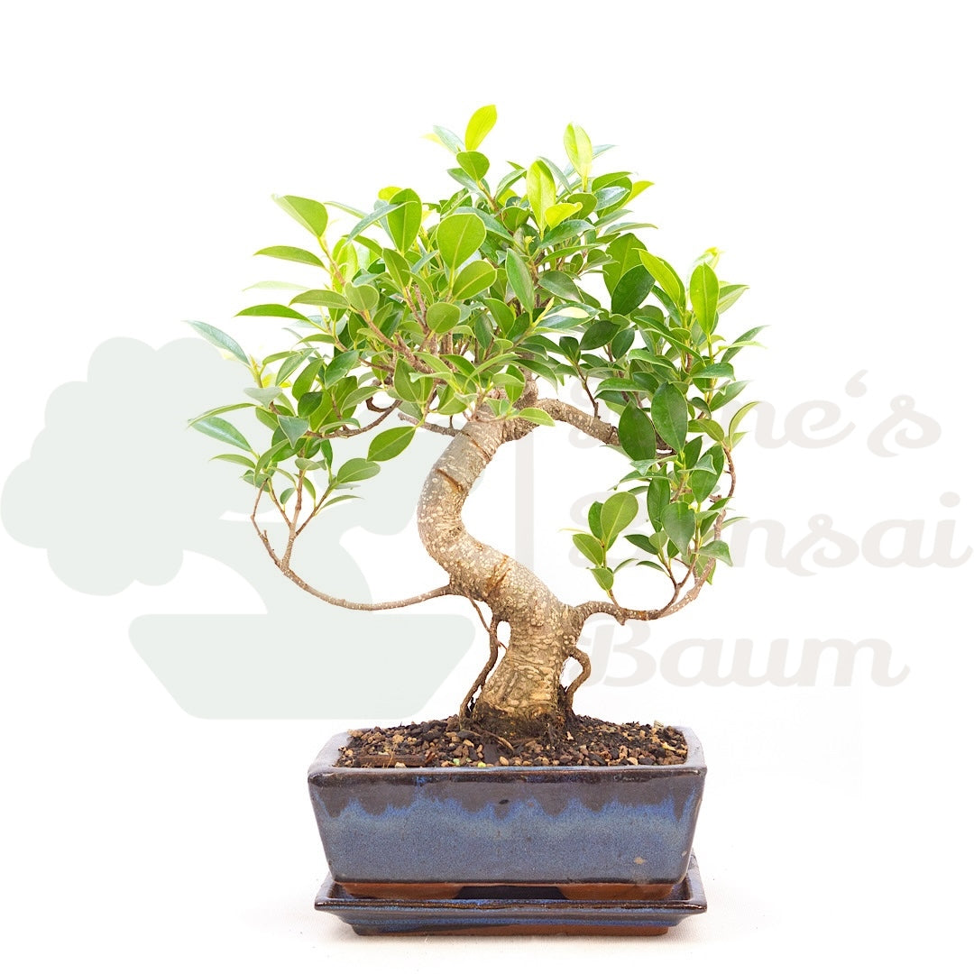 Chinesische Feige 'Ficus Retusa'