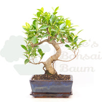 Chinesische Feige 'Ficus Retusa'