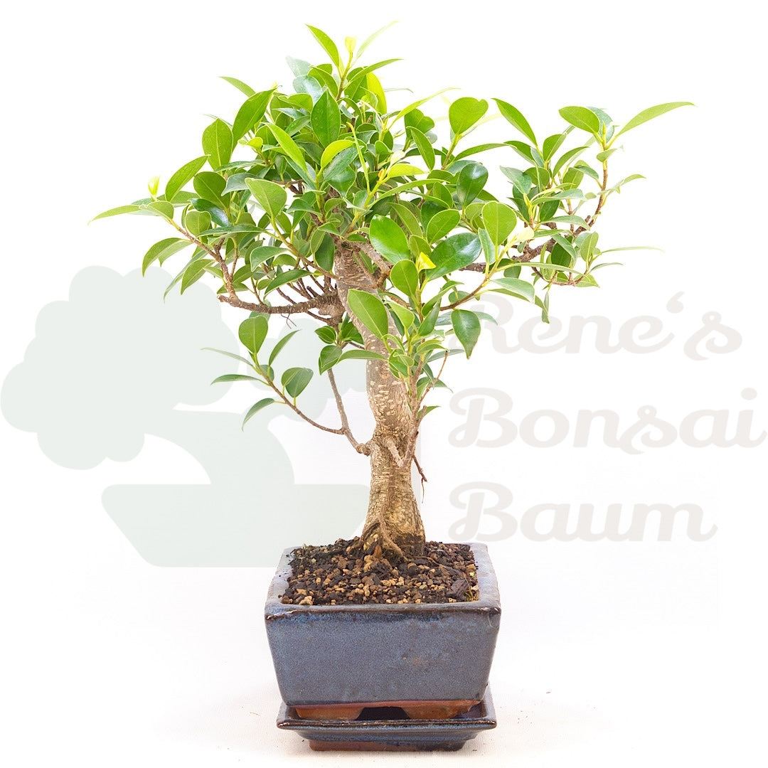 Chinesische Feige 'Ficus Retusa'