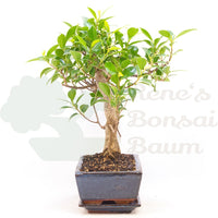 Chinesische Feige 'Ficus Retusa'