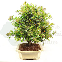 Schmalblättriger Feuerdorn 'Pyracantha angustifolia'