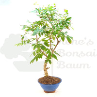 Blauregen 'Wisteria floribunda'