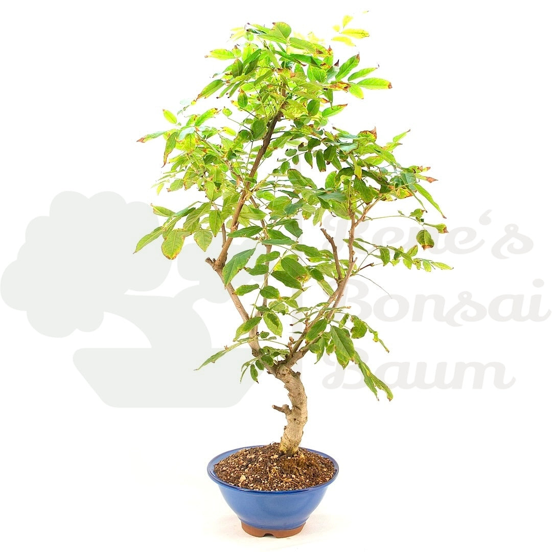 Blauregen 'Wisteria floribunda'