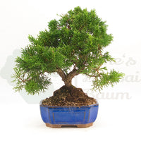 Chinesischer Wacholder 'Juniperus chinensis kyushu'
