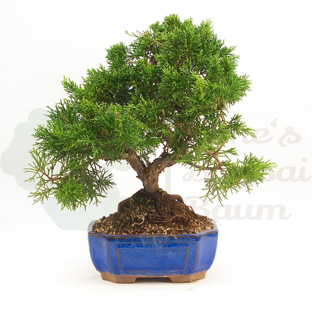Chinesischer Wacholder 'Juniperus chinensis kyushu'