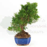 Chinesischer Wacholder 'Juniperus chinensis kyushu'