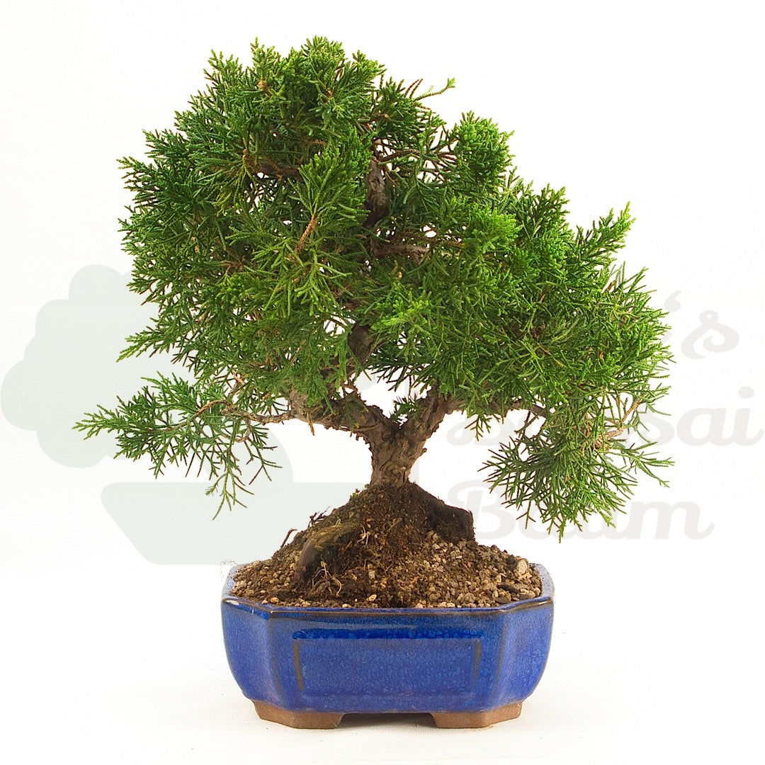 Chinesischer Wacholder 'Juniperus chinensis kyushu'