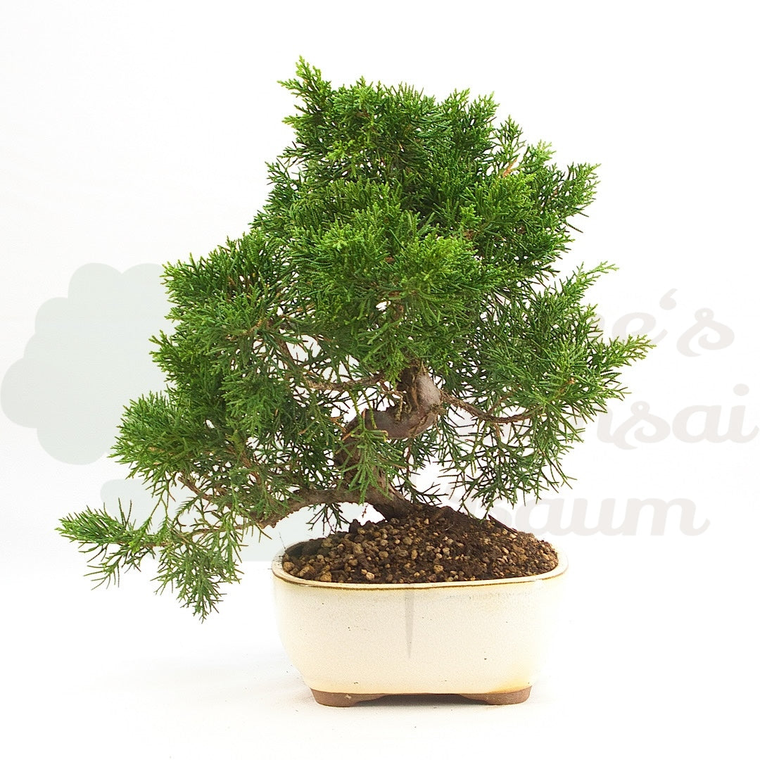 Chinesischer Wacholder 'Juniperus chinensis kyushu'