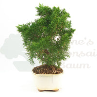 Chinesischer Wacholder 'Juniperus chinensis kyushu'