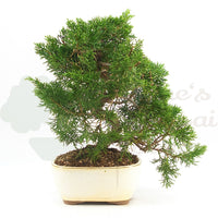 Chinesischer Wacholder 'Juniperus chinensis kyushu'