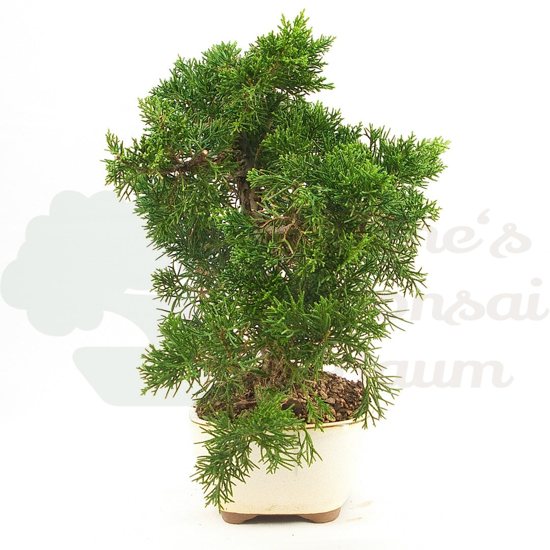 Chinesischer Wacholder 'Juniperus chinensis kyushu'