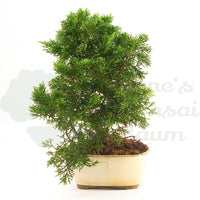 Chinesischer Wacholder 'Juniperus chinensis kyushu'