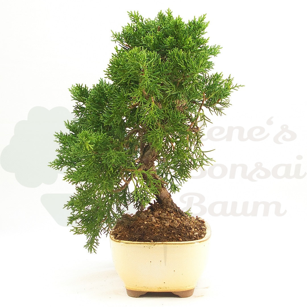 Chinesischer Wacholder 'Juniperus chinensis kyushu'