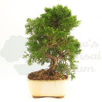 Chinesischer Wacholder 'Juniperus chinensis kyushu'