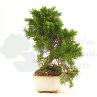 Chinesischer Wacholder 'Juniperus chinensis kyushu'
