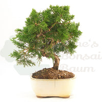 Chinesischer Wacholder 'Juniperus chinensis kyushu'