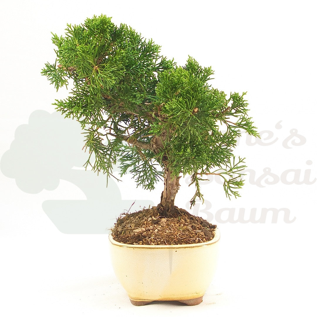Chinesischer Wacholder 'Juniperus chinensis kyushu'