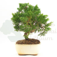 Chinesischer Wacholder 'Juniperus chinensis kyushu'