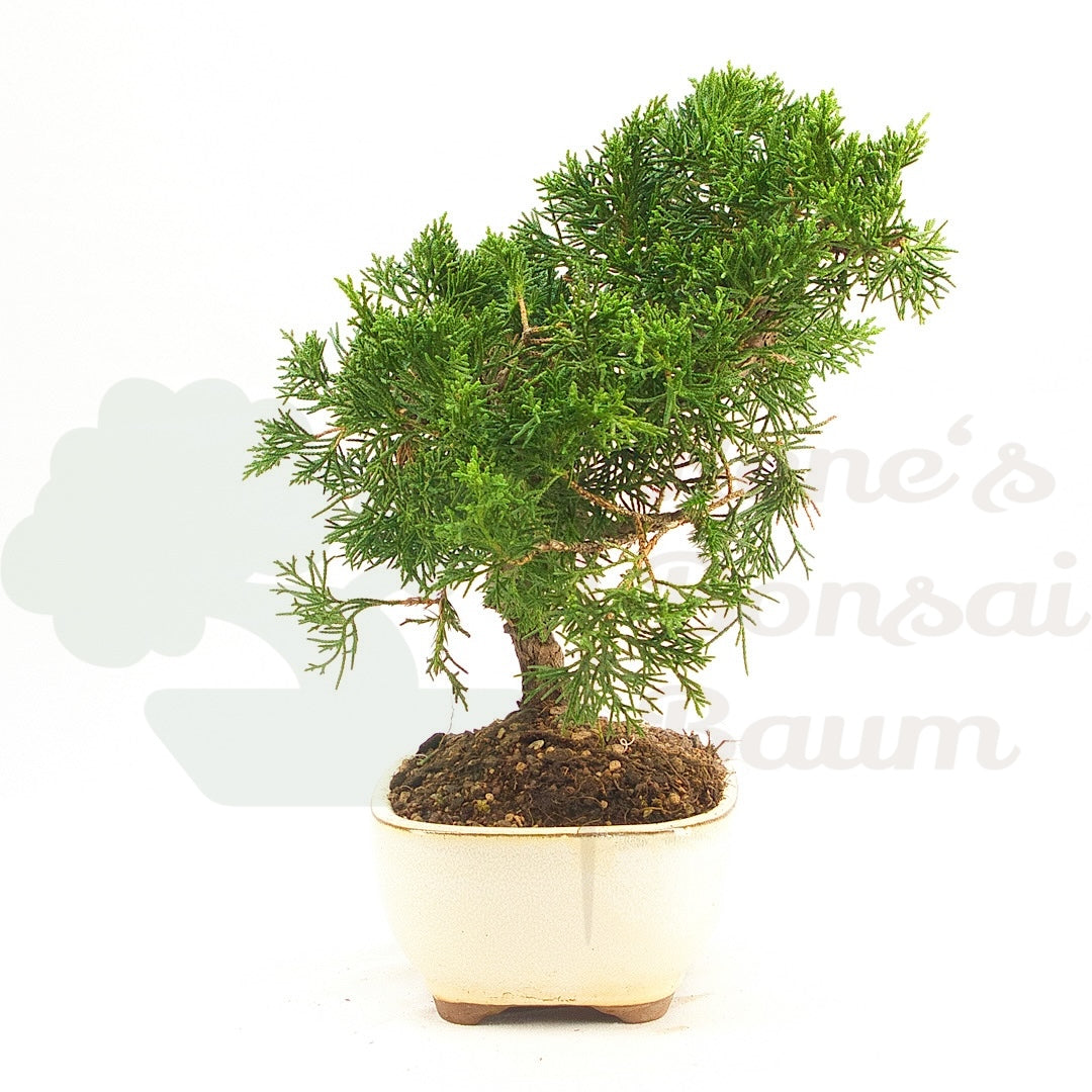 Chinesischer Wacholder 'Juniperus chinensis kyushu'