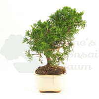 Chinesischer Wacholder 'Juniperus chinensis kyushu'