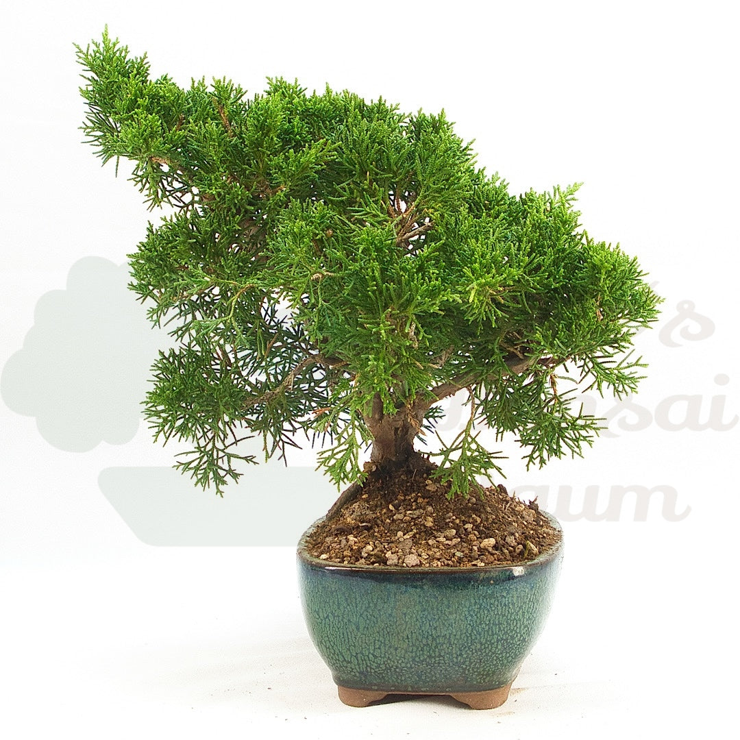 Chinesischer Wacholder 'Juniperus chinensis kyushu'