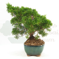Chinesischer Wacholder 'Juniperus chinensis kyushu'