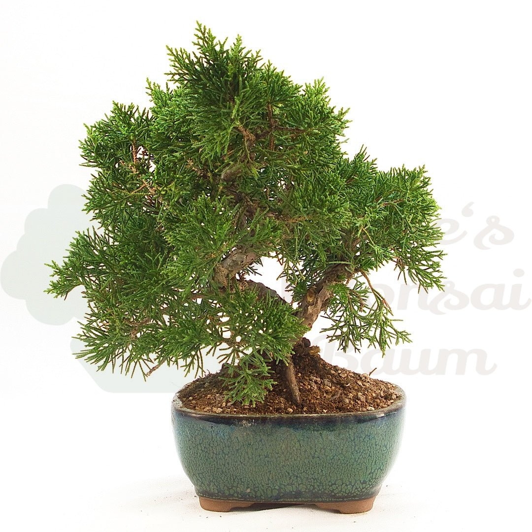 Chinesischer Wacholder 'Juniperus chinensis kyushu'