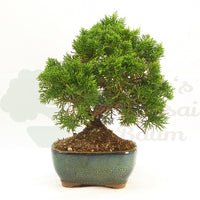 Chinesischer Wacholder 'Juniperus chinensis kyushu'