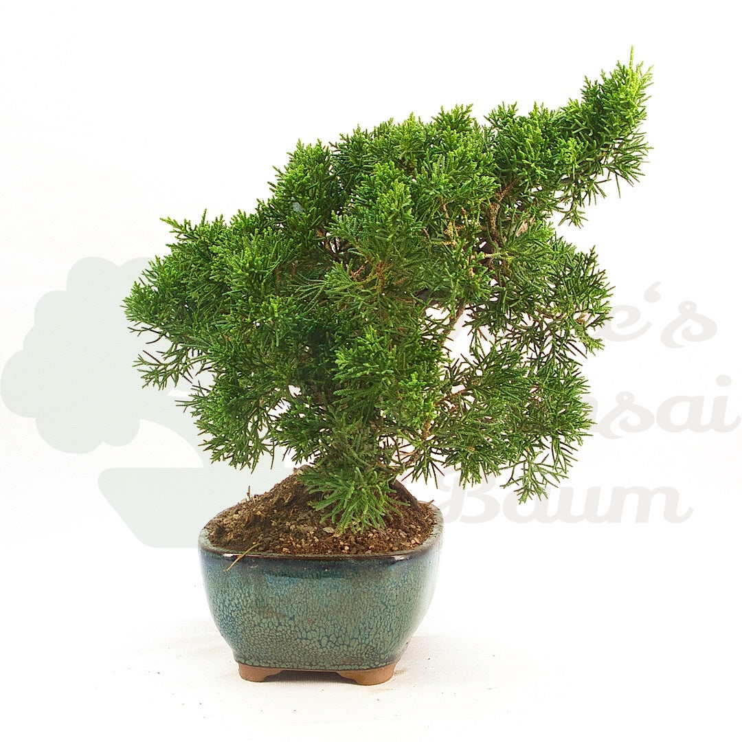 Chinesischer Wacholder 'Juniperus chinensis kyushu'