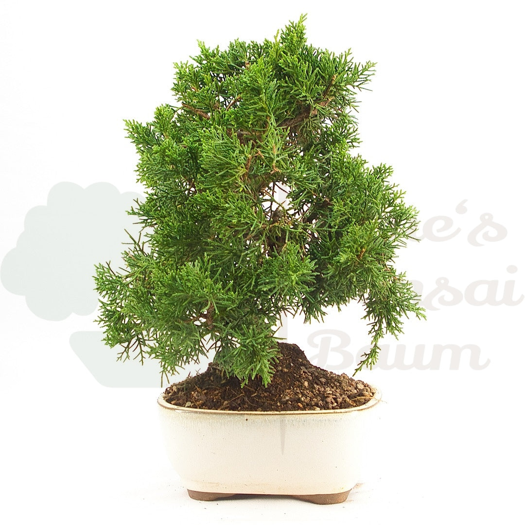 Chinesischer Wacholder 'Juniperus chinensis kyushu'