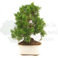 Chinesischer Wacholder 'Juniperus chinensis kyushu'