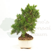 Chinesischer Wacholder 'Juniperus chinensis kyushu'