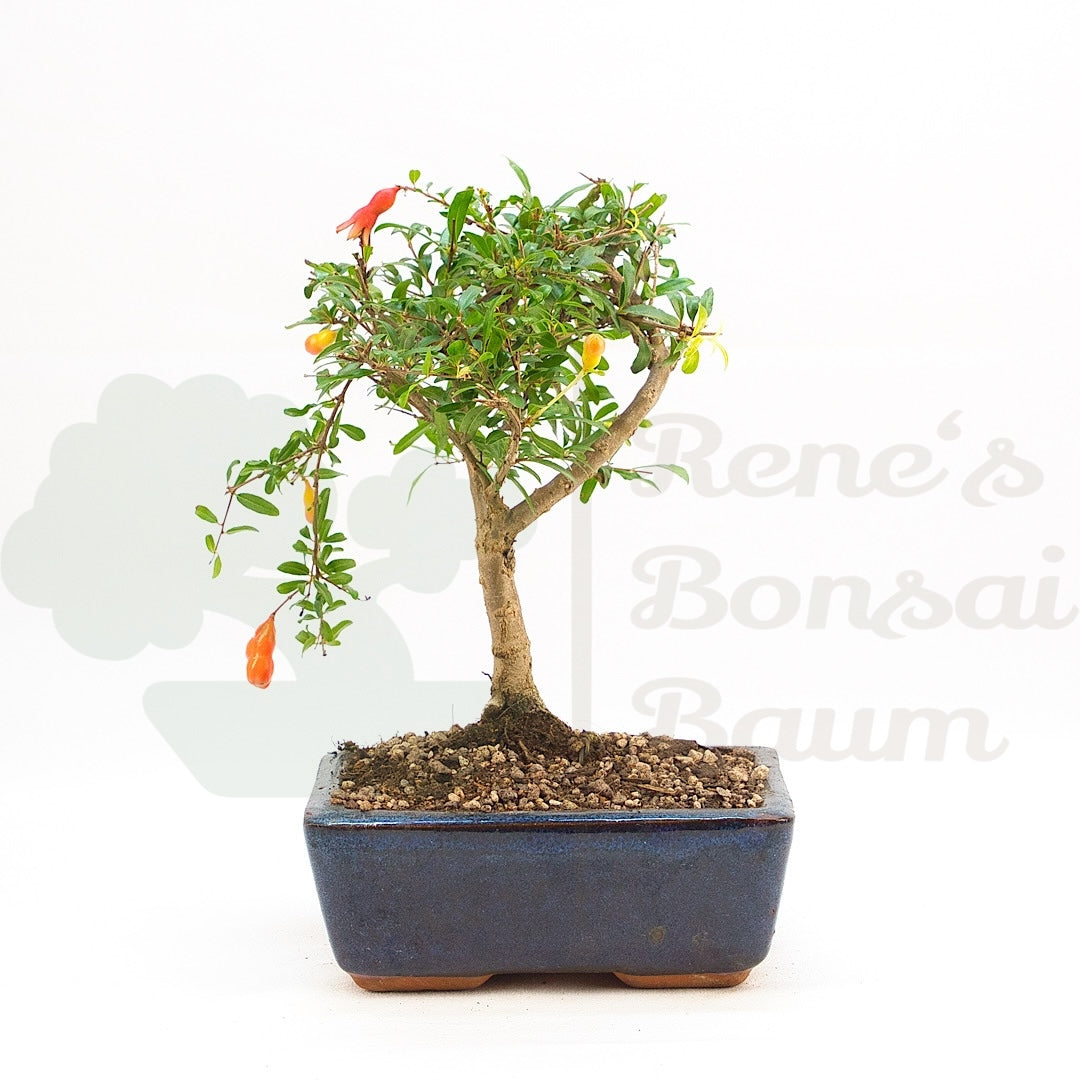 Granatapfel 'Punica granatum'