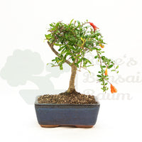 Granatapfel 'Punica granatum'