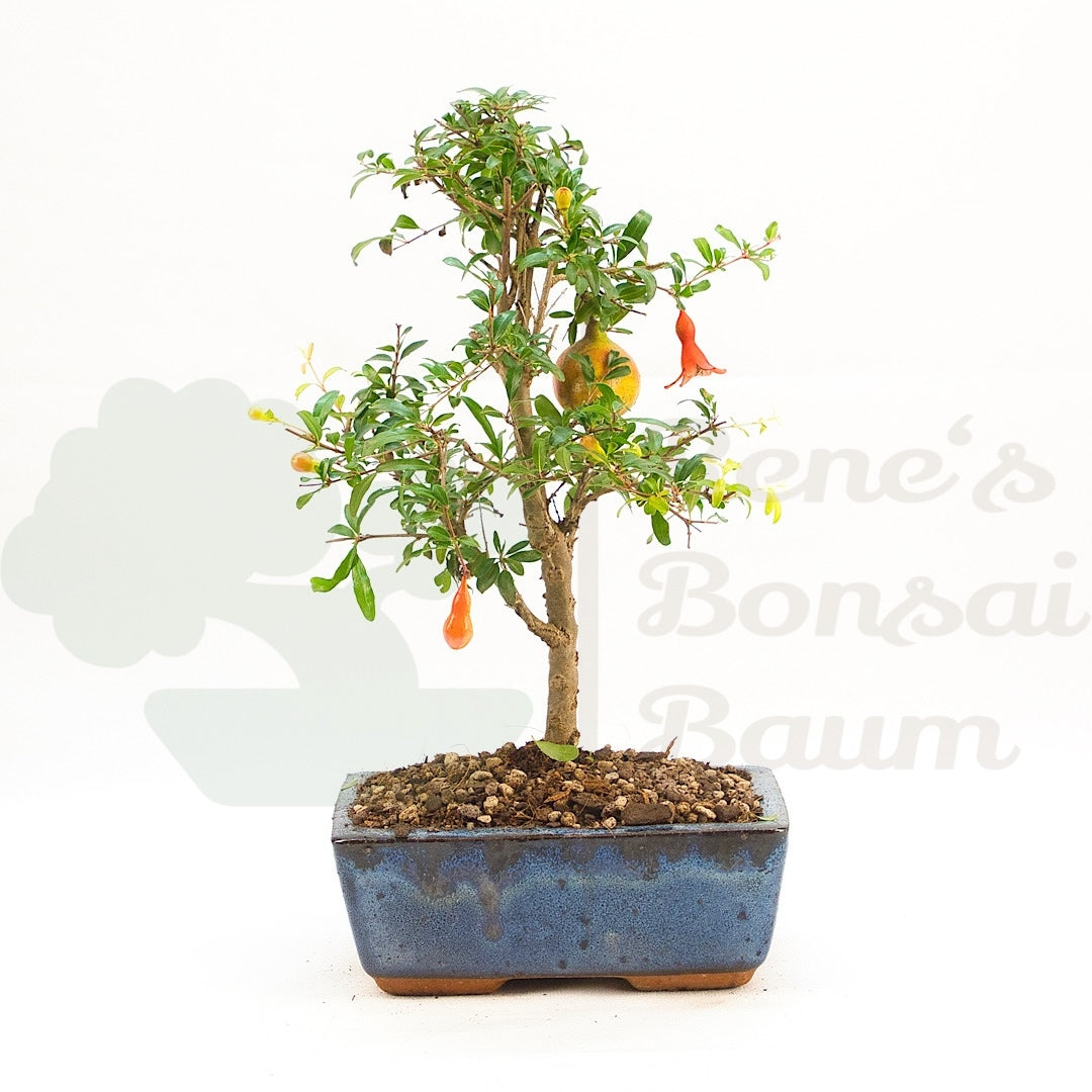 Granatapfel 'Punica granatum'